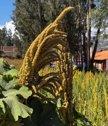 Detalle de cultivo de quinua