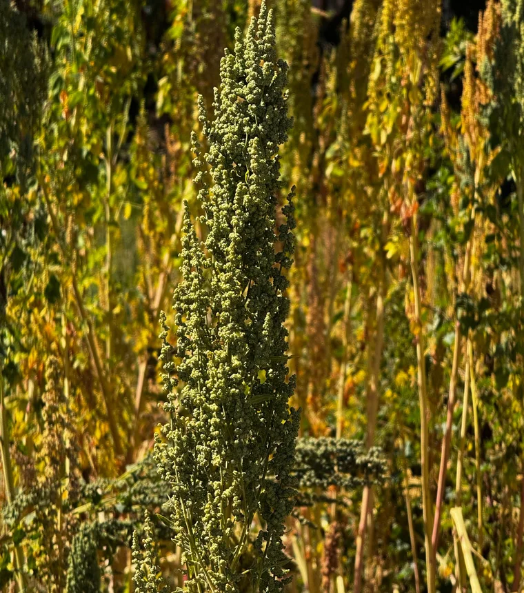 Cultivo de quinua